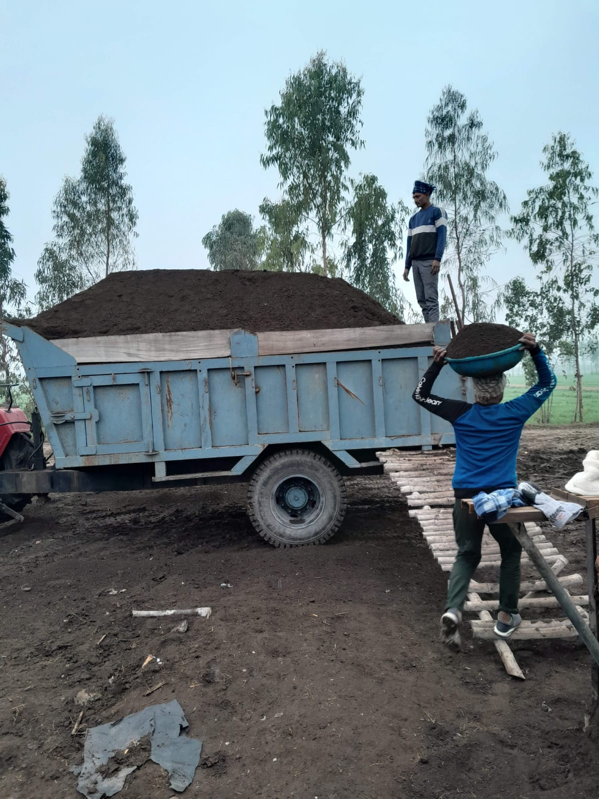 Organic manure being loaded in the field for farm use